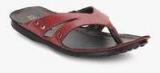 Franco Leone Maroon Slippers Men