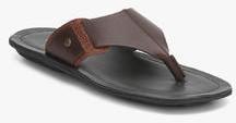 Language Brown Slippers men