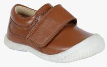 Teddy Toes Tan Sneakers boys