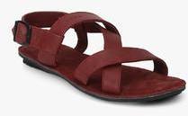 U S Polo Assn Downey Maroon Sandals men